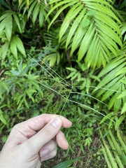 Digitaria horizontalis