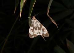 Nyctemera adversata