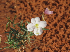 Oenothera pallida