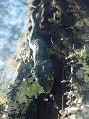 Abronia taeniata