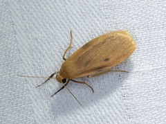 Paralithosia shaowuica