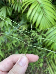 Digitaria horizontalis