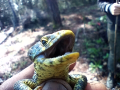 Abronia taeniata