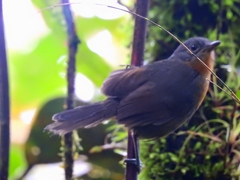 Cercomacroides parkeri