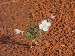 Oenothera pallida