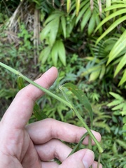 Digitaria horizontalis