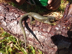 Abronia taeniata