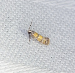 Promalactis lobatifera