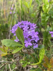 Glandularia selloi