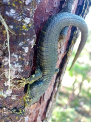Abronia taeniata