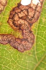 Stigmella rhamnicola