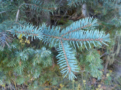 Picea