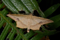 Krananda falcata