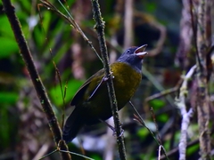 Arremon castaneiceps