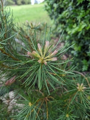Banksia spinulosa