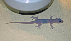 Gekkota