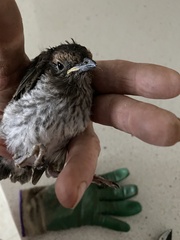 Hirundo neoxena