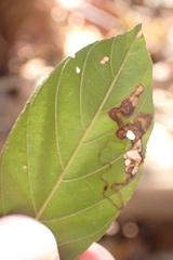Stigmella rhamnicola