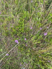 Glandularia selloi