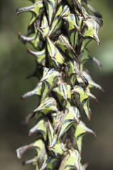 Umbonia crassicornis