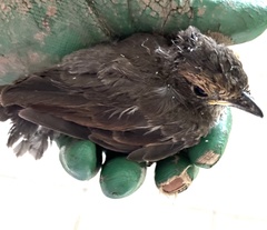 Hirundo neoxena