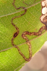 Stigmella rhamnicola
