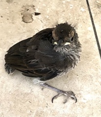 Hirundo neoxena