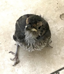 Hirundo neoxena