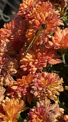 Sympetrum semicinctum