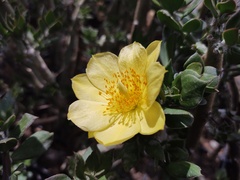 Pereskiopsis diguetii
