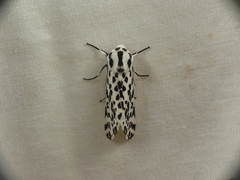 Hypercompe permaculata