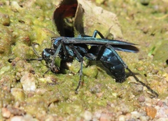Pepsis mexicana