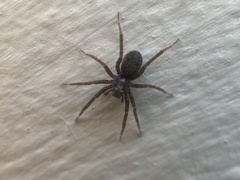 Pardosa