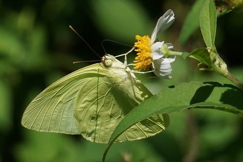 Statira Sulphur photo 4