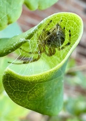 Araneus thaddeus