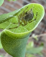 Araneus thaddeus