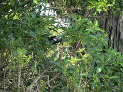 Prosthemadera novaeseelandiae