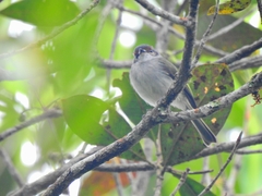 Phylloscartes superciliaris