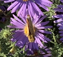 Hylephila phyleus
