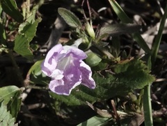Ruellia caroliniensis