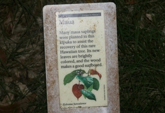 Xylosma hawaiensis