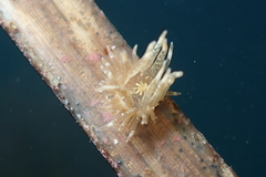 Bunodeopsis