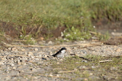 Tachycineta leucopyga