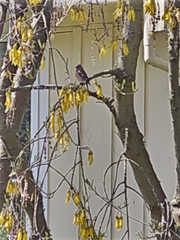 Fringilla coelebs gengleri