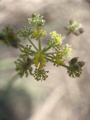 Cymopterus lemmonii