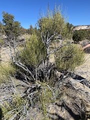 Ephedra viridis