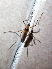 Aedes
