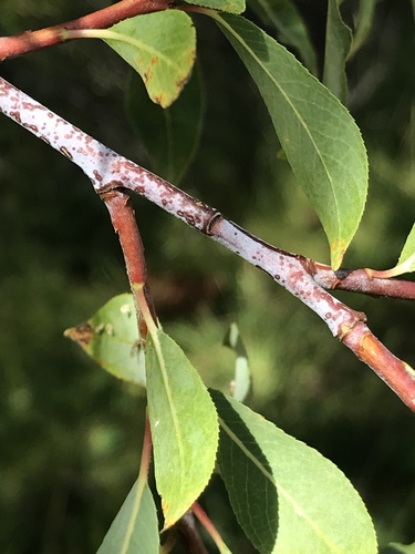 Salix daphnoides Vill.