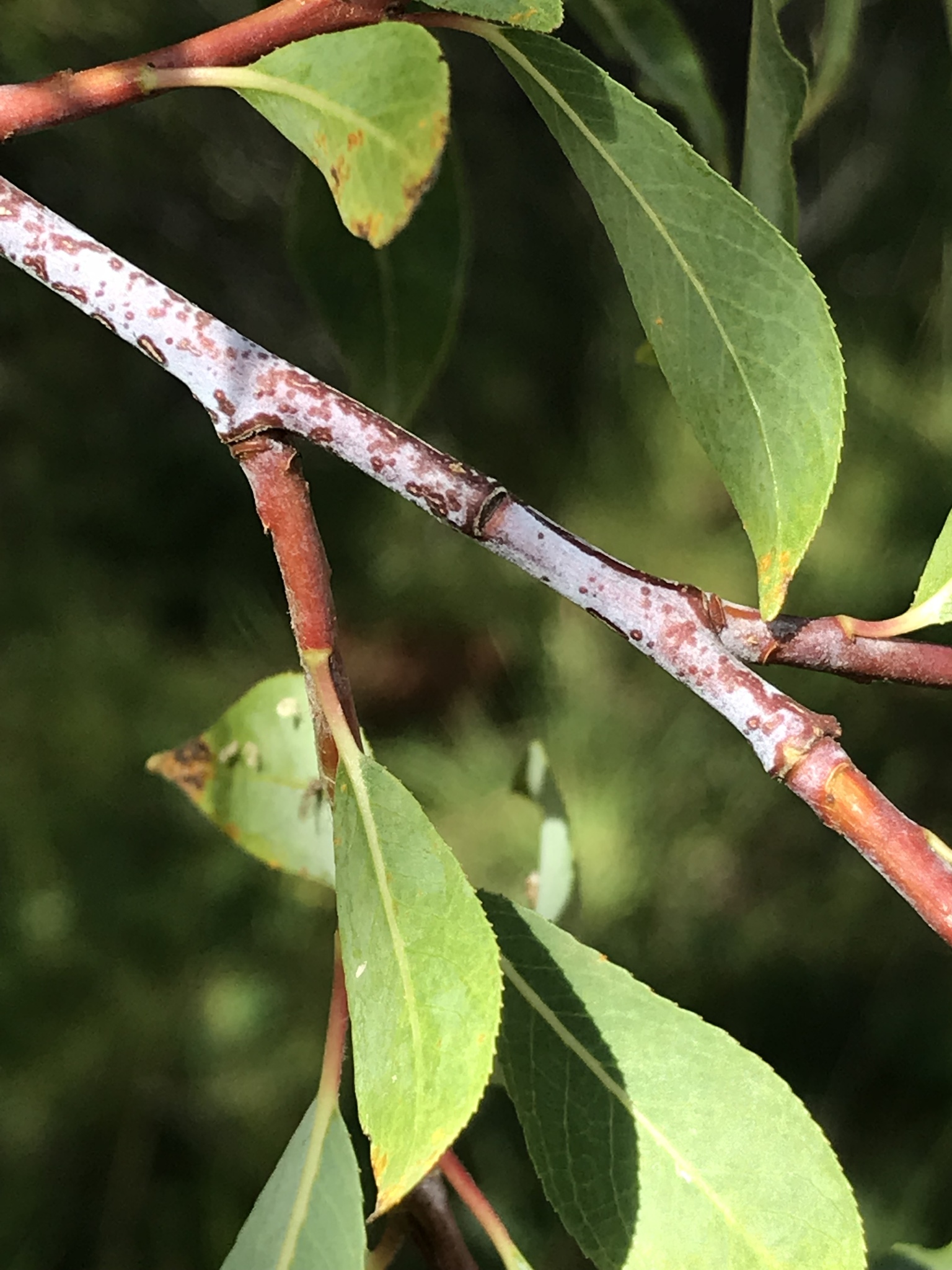 Salix daphnoides