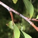 Salix daphnoides - Photo (c) Muriel Bendel, algunos derechos reservados (CC BY-NC), subido por Muriel Bendel
